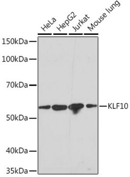 Anti-KLF10 Antibody, clone 2Y1Q6, Rabbit Monoclonal