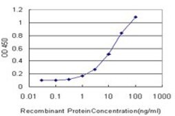 Monoclonal Anti-RNPEP antibody produced in mouse clone 4E1, purified immunoglobulin, buffered aqueous solution