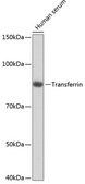Anti-Transferrin Antibody, clone 1S7G8, Rabbit Monoclonal