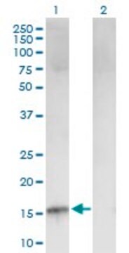 Anti-CDKN2B antibody produced in mouse purified immunoglobulin, buffered aqueous solution