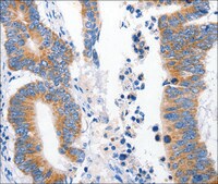 Anti-LRP2 antibody produced in rabbit affinity isolated antibody