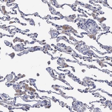 Anti-SVEP1 antibody produced in rabbit Prestige Antibodies&#174; Powered by Atlas Antibodies, affinity isolated antibody, buffered aqueous glycerol solution, Ab2