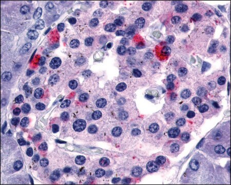 Anti-GPR35 antibody produced in rabbit affinity isolated antibody