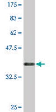 Monoclonal Anti-CLEC10A antibody produced in mouse clone 2D6, purified immunoglobulin, buffered aqueous solution