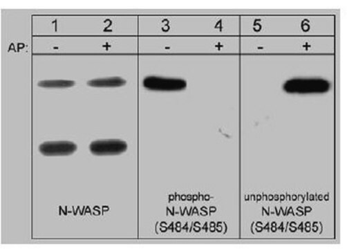 Anticorps anti-N-WASP Chemicon&#174;, from rabbit