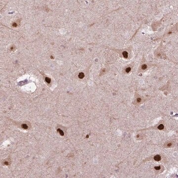 Anti-PSMC2 antibody produced in rabbit Prestige Antibodies&#174; Powered by Atlas Antibodies, affinity isolated antibody