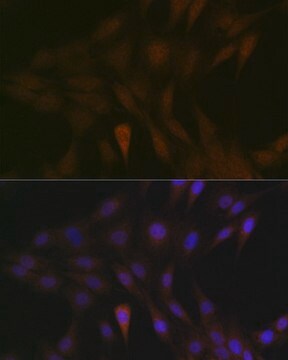 Anti-MEK3 antibody produced in rabbit