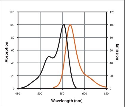 Anti-Human IgG (H+L), highly cross-adsorbed, CF&#8482; 555 antibody produced in goat ~2&#160;mg/mL, affinity isolated antibody