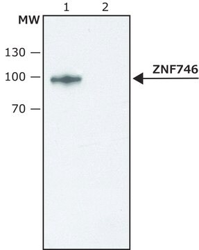 Anti-ZNF746 antibody produced in rabbit ~1.0&#160;mg/mL, affinity isolated antibody