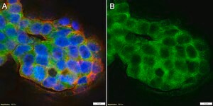 Anti-GPX1 Antibody, clone 1J19 ZooMAb&#174; Rabbit Monoclonal recombinant, expressed in HEK 293 cells