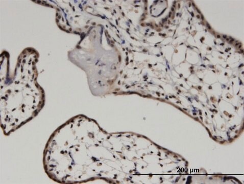 Monoclonal Anti-MYCBP antibody produced in mouse clone 2E9, purified immunoglobulin, buffered aqueous solution