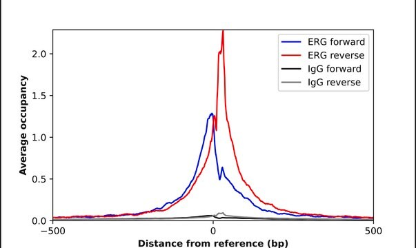 Anti-ERG antibody produced in rabbit Prestige Antibodies&#174; Powered by Atlas Antibodies, affinity isolated antibody, buffered aqueous glycerol solution
