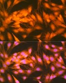 Anti-FGF1 Antibody, clone 3X3E5, Rabbit Monoclonal