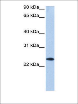 Anti-EGLN3 antibody produced in rabbit affinity isolated antibody