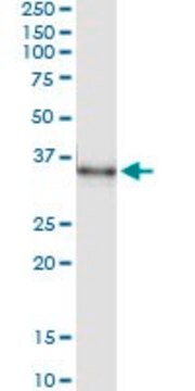 Monoclonal Anti-MSX1 antibody produced in mouse clone 2B12, purified immunoglobulin, buffered aqueous solution