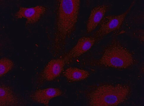 Anti-OTUB1 (57-70) antibody produced in rabbit IgG fraction of antiserum, buffered aqueous solution