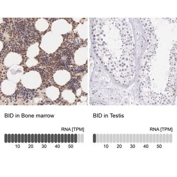 Anti-BID antibody produced in rabbit Prestige Antibodies&#174; Powered by Atlas Antibodies, affinity isolated antibody, buffered aqueous glycerol solution