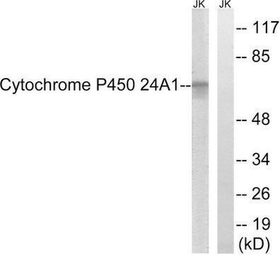 Anti-Cytochrome P450 24A1 antibody produced in rabbit affinity isolated antibody