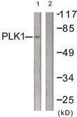 Anti-PLK1 antibody produced in rabbit affinity isolated antibody