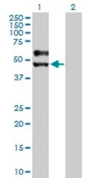 Anti-SIGIRR antibody produced in rabbit purified immunoglobulin, buffered aqueous solution