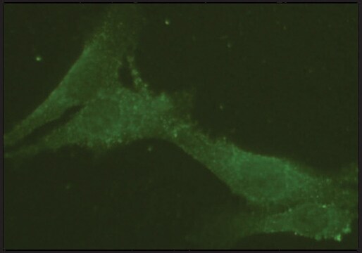 Anti-Rab9 from rabbit ~1&#160;mg/mL, affinity isolated antibody, buffered aqueous solution