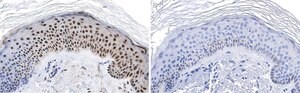 Anti-RXR-alpha Antibody, clone 2I8 ZooMAb&#174; Rabbit Monoclonal recombinant, expressed in HEK 293 cells