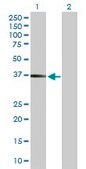 Anti-FCGR2B antibody produced in mouse purified immunoglobulin, buffered aqueous solution