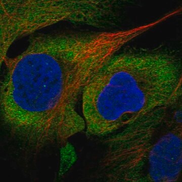 Anti-Eif5A Antibody Produced In Rabbit Prestige Antibodies&#174; Powered by Atlas Antibodies, affinity isolated antibody, buffered aqueous glycerol solution