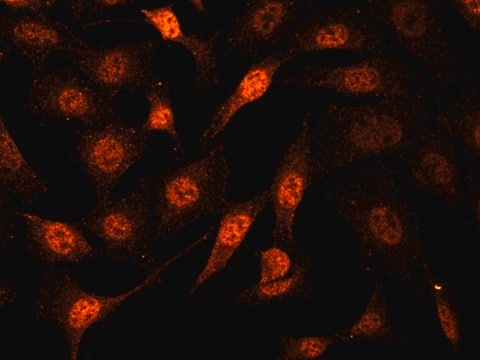 Anti-Cullin 3 antibody produced in rabbit ~1.0&#160;mg/mL, affinity isolated antibody, buffered aqueous solution