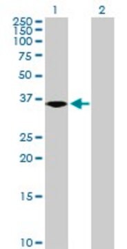 Anti-NKD2 antibody produced in mouse purified immunoglobulin, buffered aqueous solution