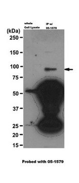 Anti-Axin-1 Antibody, clone A5 clone A5, from mouse