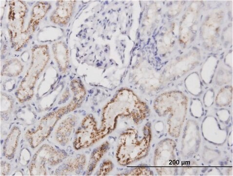 Monoclonal Anti-AMBP antibody produced in mouse clone 4F2, purified immunoglobulin, buffered aqueous solution