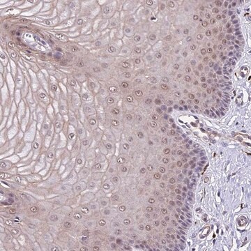 Anti-POLR2I antibody produced in rabbit Prestige Antibodies&#174; Powered by Atlas Antibodies, affinity isolated antibody, buffered aqueous glycerol solution