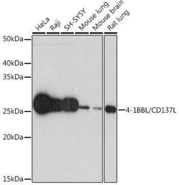 Anti-4-1BBL/CD137L Antibody, clone 8E5D6, Rabbit Monoclonal
