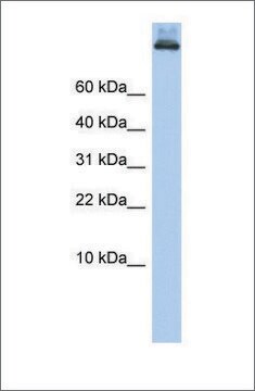 Anti-COPA antibody produced in rabbit affinity isolated antibody