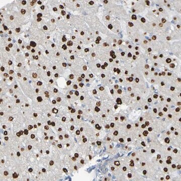 Anti-USP36 antibody produced in rabbit Prestige Antibodies&#174; Powered by Atlas Antibodies, affinity isolated antibody, buffered aqueous glycerol solution