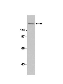 Anti-SOS1 Antibody, CT Upstate&#174;, from rabbit