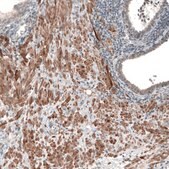 Anti-CHRM3 antibody produced in rabbit Prestige Antibodies&#174; Powered by Atlas Antibodies, affinity isolated antibody, buffered aqueous glycerol solution