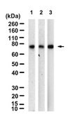 Anti-GSPT1 Antibody, clone 1F21 ZooMAb&#174; Rabbit Monoclonal recombinant, expressed in HEK 293 cells