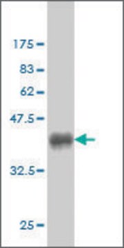 Monoclonal Anti-CHN1 antibody produced in mouse clone 3F8, purified immunoglobulin, buffered aqueous solution