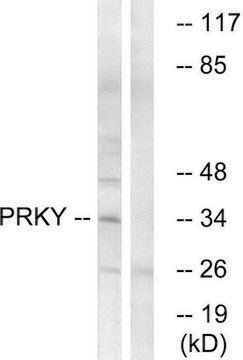 Anti-PRKY antibody produced in rabbit affinity isolated antibody