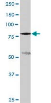 Monoclonal Anti-SLC3A1 antibody produced in mouse clone 2F2, ascites fluid