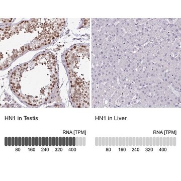 Anti-HN1 antibody produced in rabbit Prestige Antibodies&#174; Powered by Atlas Antibodies, affinity isolated antibody, buffered aqueous glycerol solution