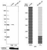 Anti-GPI antibody produced in rabbit Prestige Antibodies&#174; Powered by Atlas Antibodies, affinity isolated antibody