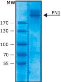 Fibronectin human foreskin fibroblasts lyophilized powder, suitable for cell culture