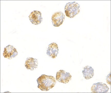 Anti-FGF4 antibody produced in rabbit affinity isolated antibody, buffered aqueous solution