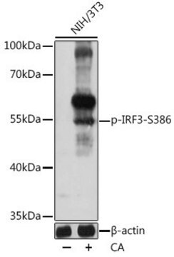 Anti-Phospho-IRF3-S386 antibody produced in rabbit