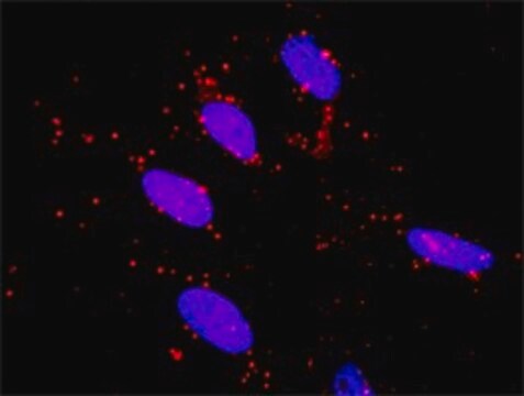 Monoclonal Anti-RET antibody produced in mouse clone 1A5, purified immunoglobulin, buffered aqueous solution
