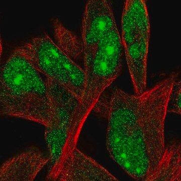 Anti-ORC4 antibody produced in rabbit Prestige Antibodies&#174; Powered by Atlas Antibodies, affinity isolated antibody