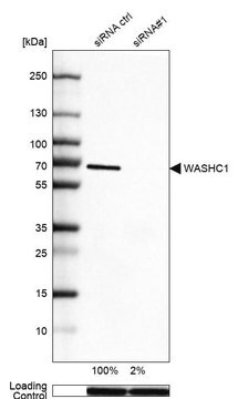 Anti-WASHC1 antibody produced in rabbit Prestige Antibodies&#174; Powered by Atlas Antibodies, affinity isolated antibody, buffered aqueous glycerol solution